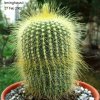 Notocactus _leninghausii_ 01